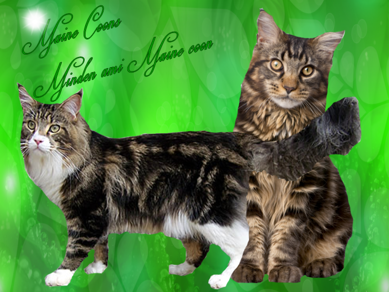 mainecoons